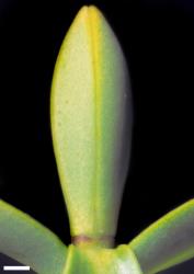 Veronica topiaria. Leaf bud with no sinus. Scale = 1 mm.
 Image: W.M. Malcolm © Te Papa CC-BY-NC 3.0 NZ